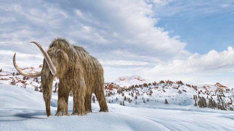 Mláďata mamutů byla častou kořistí lva jeskynního