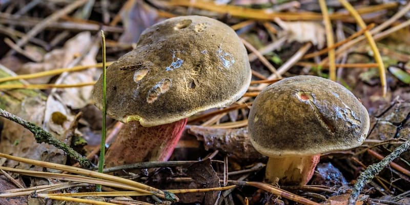 Hřib žlutomasý neboli babka patří k nejoblíbenějším jedlým houbám. Má však sklony k červivění a plesnivění