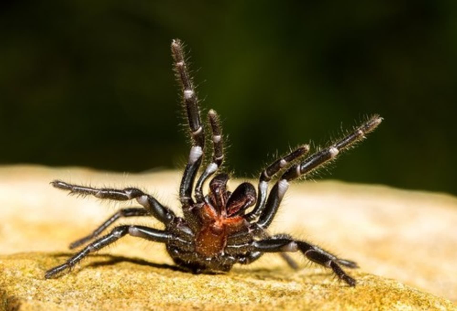 Patří k nejjedovatějším pavoukům světa