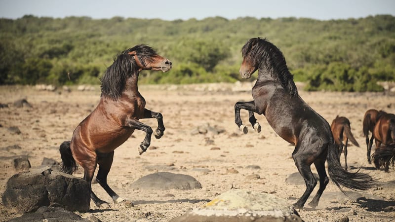 Tajemní divocí koně přežívají na Sardinii už tisíce let. Jak se jim daří uniknout smrti?
