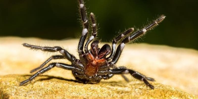 Patří k nejjedovatějším pavoukům světa