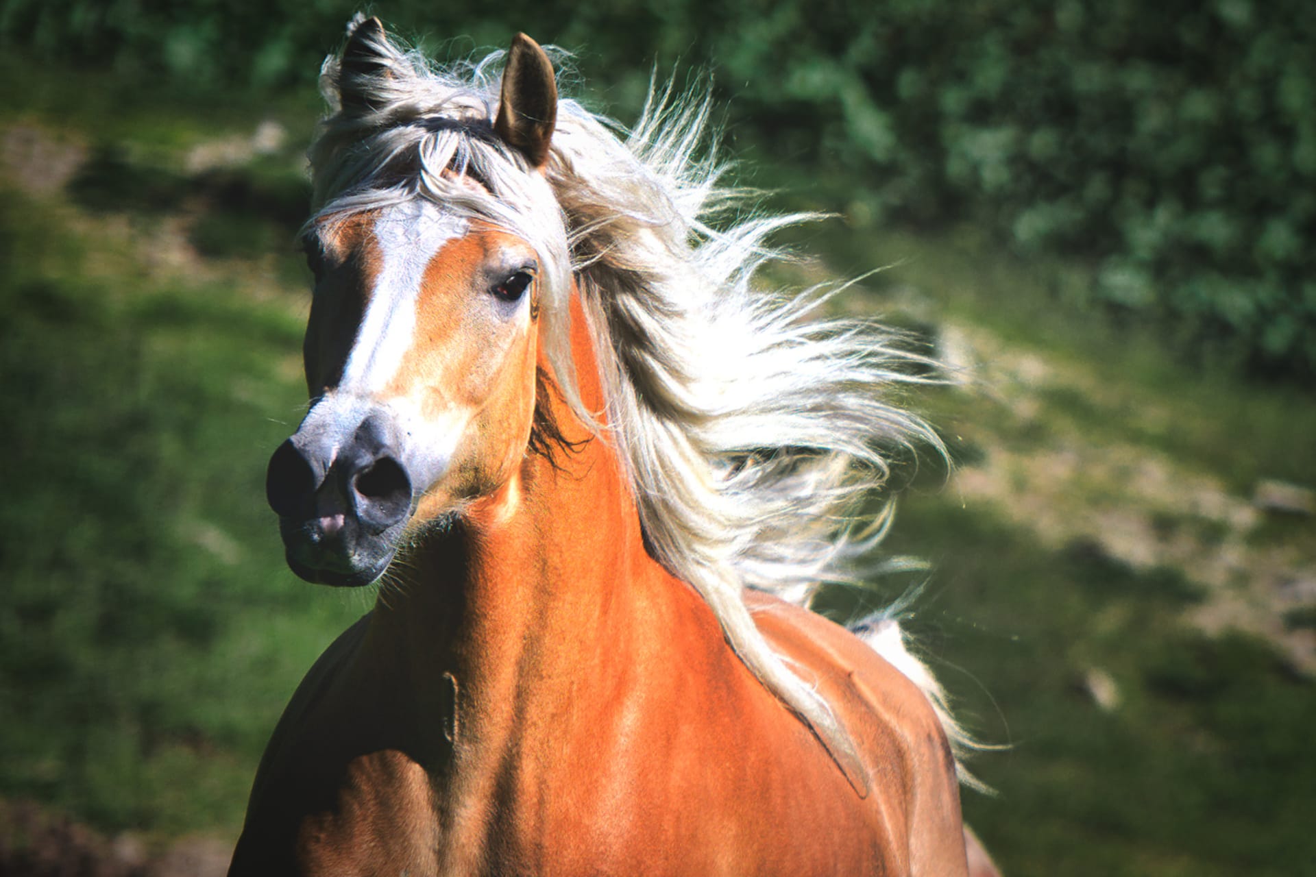 Tito koně mají světle ryzavou barvu s bílou hřívou a ocasem.