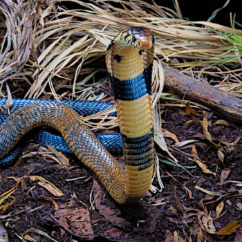 Kobra černá - ilustrační foto