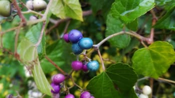 Pěstujte na zahradě révovník žláznatý. Jeho plody mění barvu od růžové a fialové až po modrou