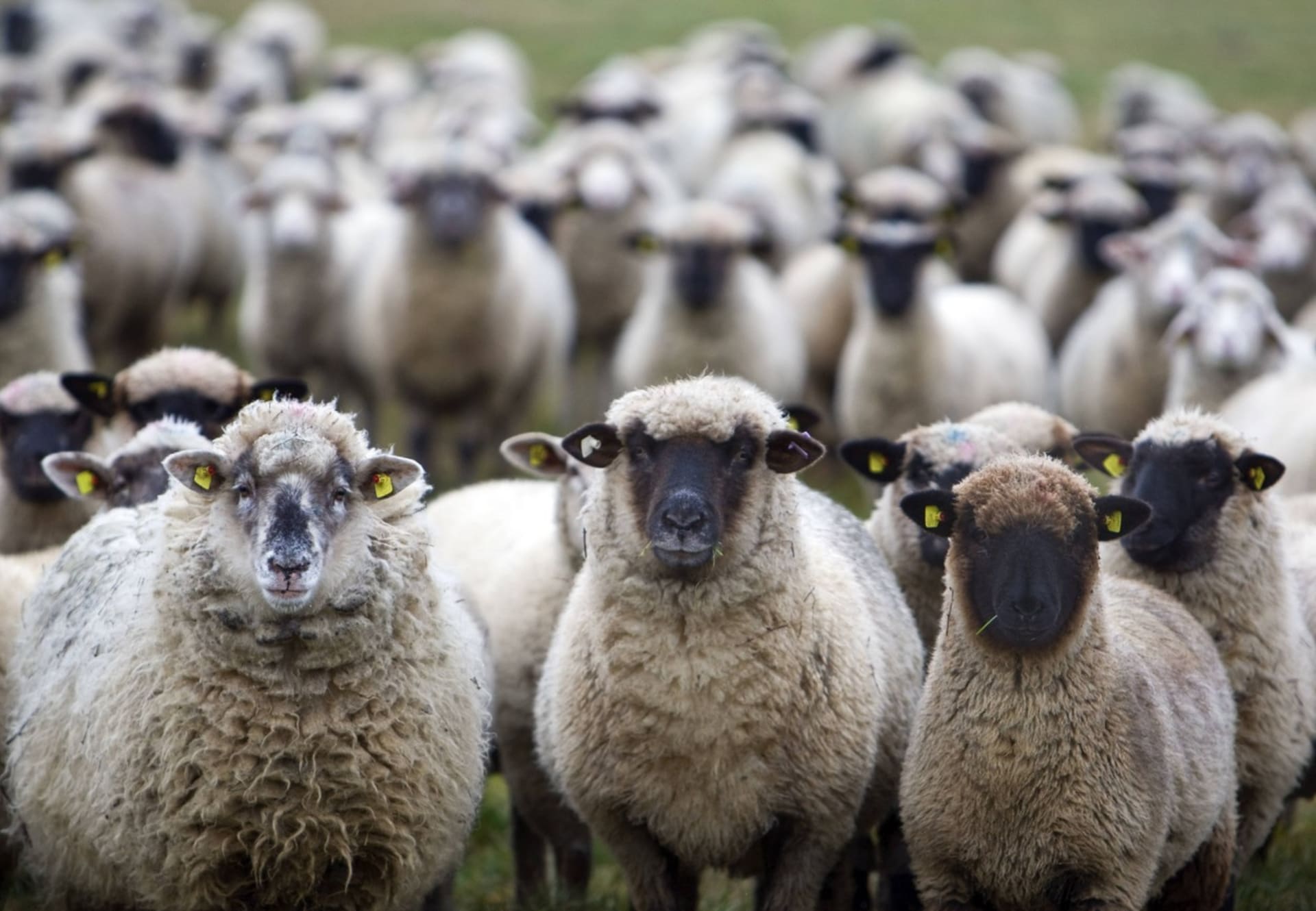 K běžkyni se připojilo stádo ovcí, které ji věrně doprovázelo na každém kroku. (Ilustrační foto)