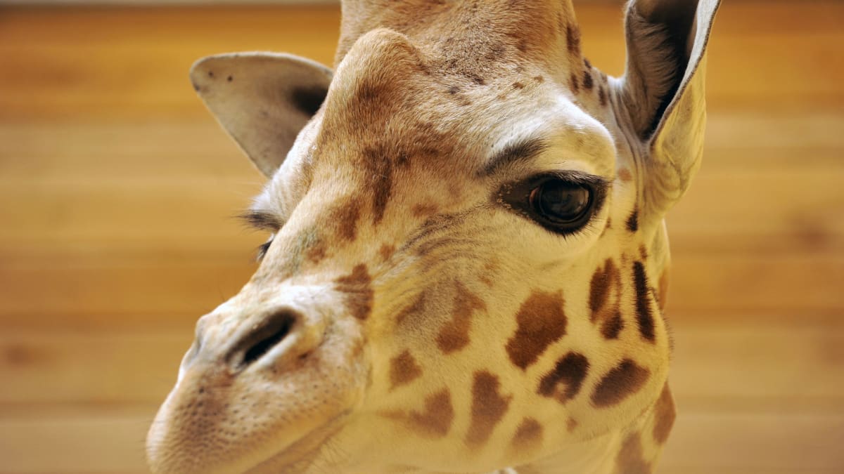 Žirafy se v zajetí mohou ve výjimečných případech dožít až třiceti let.