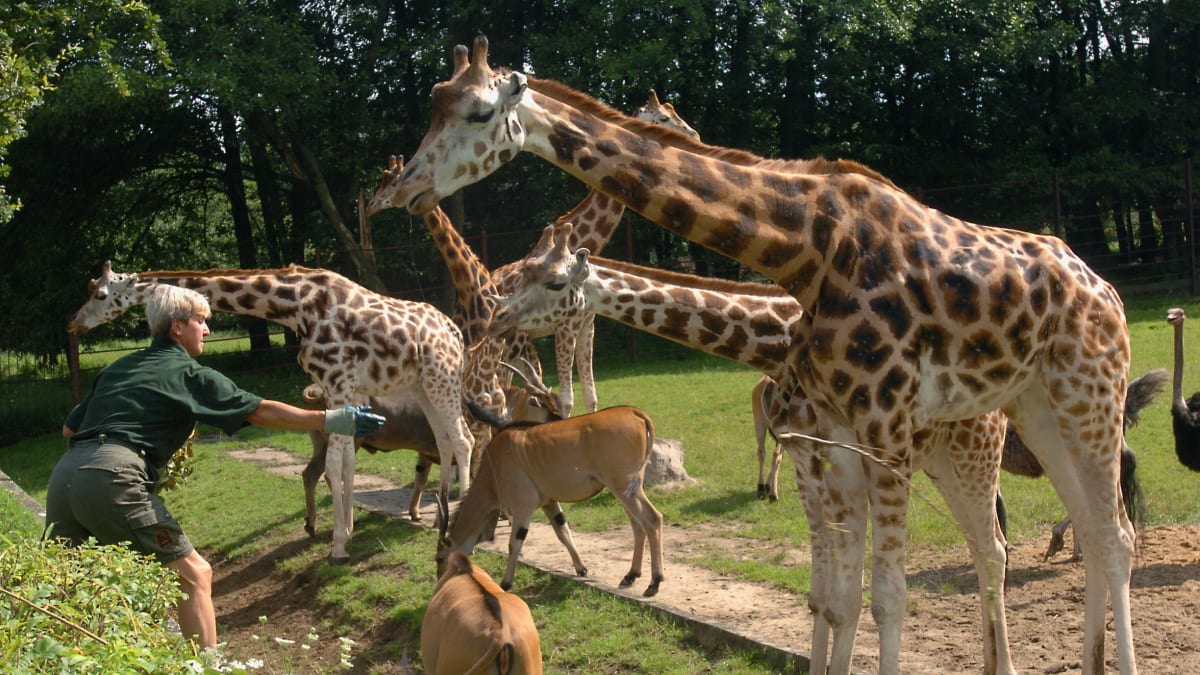 Žirafy v ostravské zoo