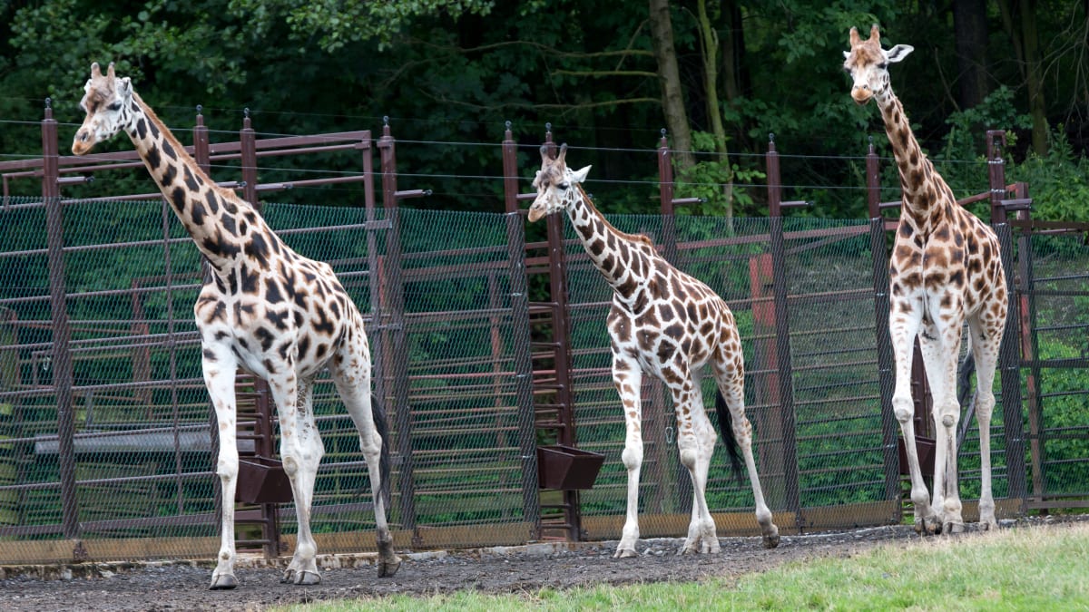 Žirafy patří v ostravské zoo k nejoblíbenějším zvířatům.