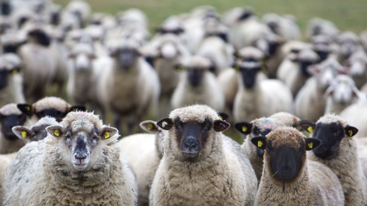 K běžkyni se připojilo stádo ovcí, které ji věrně doprovázelo na každém kroku. (Ilustrační foto)