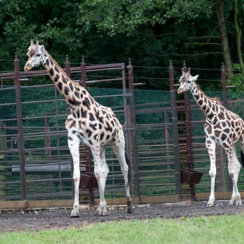 Žirafy patří v ostravské zoo k nejoblíbenějším zvířatům.
