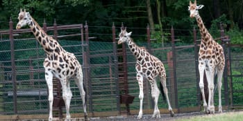 Zoo v Ostravě utratila žirafu, nakrmila s ní lvy. Lepší, než ji odvézt do kafilerky, chválí lidé