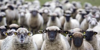 Bizarní video: Ztracené ovce si vybraly za vůdkyni běžkyni, žena se stáda nemohla zbavit