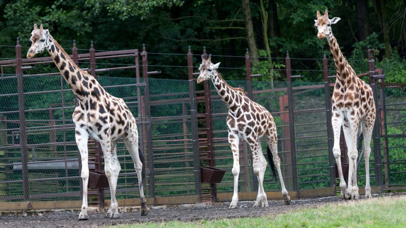 Zoo v Ostravě utratila žirafu, nakrmila s ní lvy. Lepší, než ji odvézt do kafilerky, chválí lidé