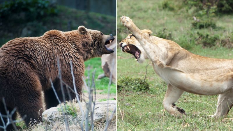 Rvačka lva s medvědem ukazuje, jak kdysi probíhal velmi nerovný souboj