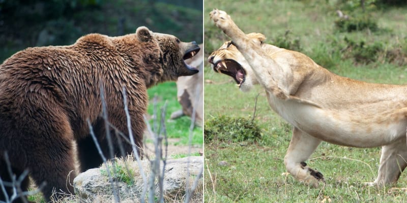 Ilustrační fotka rvačky lva s medvědem