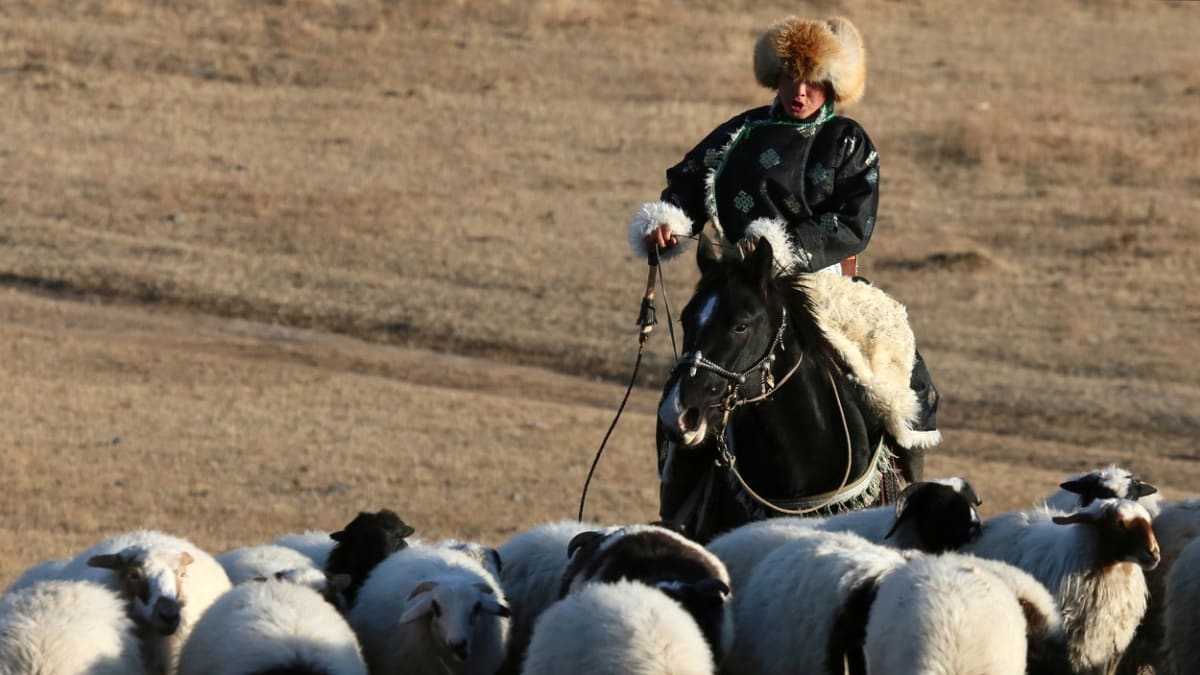 Ovčí stádo v ruské Tuvě