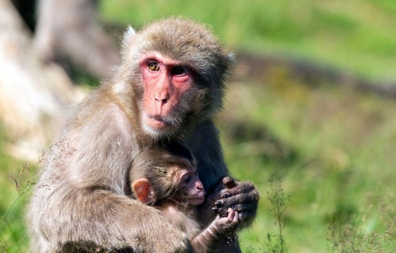 Vědci upozorňují na nebezpečí nemoci, která se šíří mez i opicemi.
