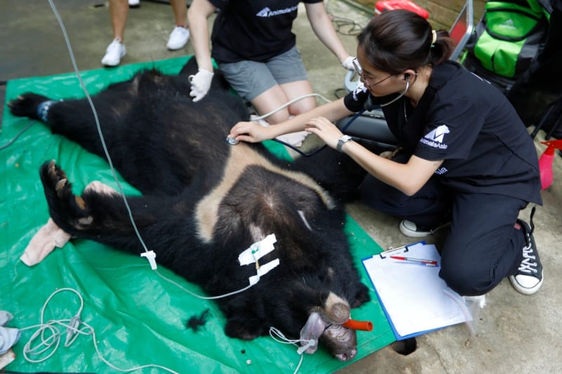 O záchranu medvědů ušatých se stará organizace Animals Asia.