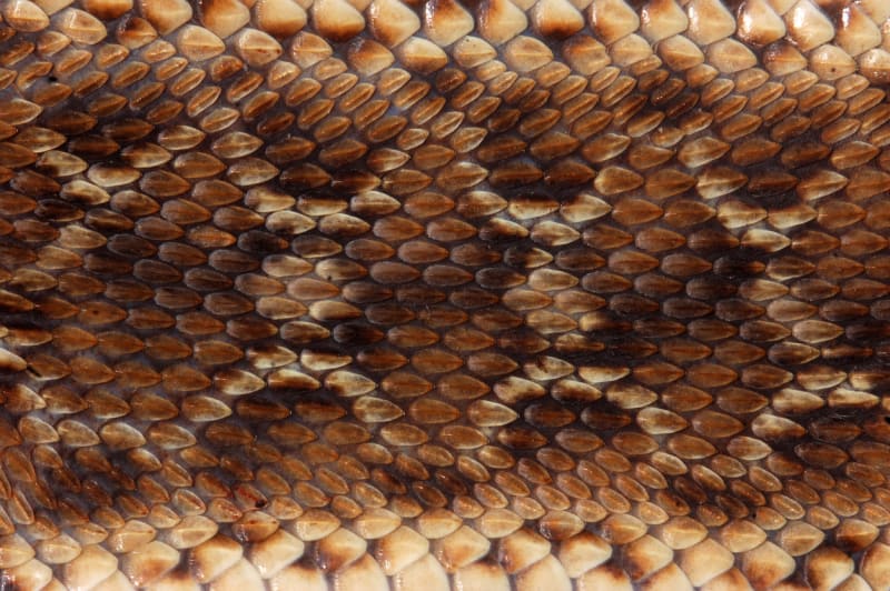 Šupiny, kterými zmije paví dělá charakteristický zvuk