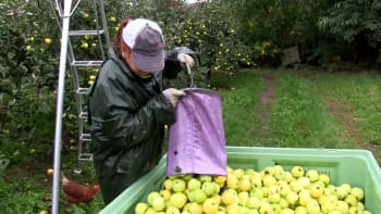 Čeští sadaři na pokraji krachu. Až polovina z nich může s pěstováním jablek skončit