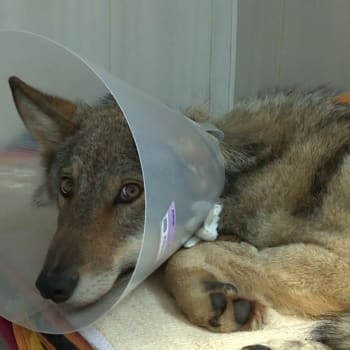 Zraněný vlk je po operaci a čeká ho zotavení.
