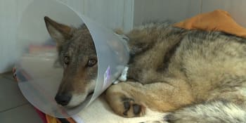 Zraněný vlk z Krušnohorska je po operaci. Byl ve zuboženém stavu, do přírody se nevrátí