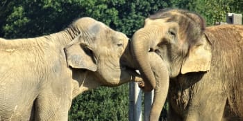 Delhi, poslední slon ústecké zoo: Exkluzivní záběry z prvních dnů v novém domově
