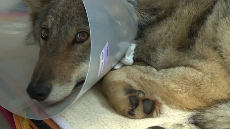 Zraněný vlk z Krušnohorska je po operaci. Byl ve zuboženém stavu, do přírody se nevrátí