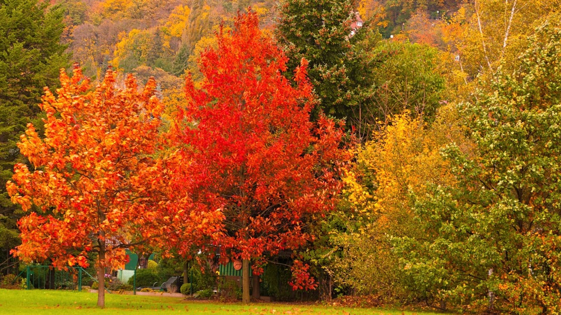 Proč listy stromů na podzim změní barvu ze zelené na žlutou, oranžovou, červenou a hnědou