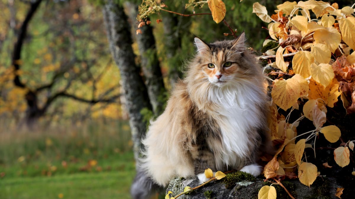 Norská lesní kočka