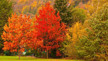 Proč listy stromů na podzim změní barvu? Jak teplé tóny žluté, oranžové a červené vznikají 