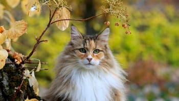 Norská lesní kočka: Přátelský obřík, ale také nadšený lovec a velký jedlík