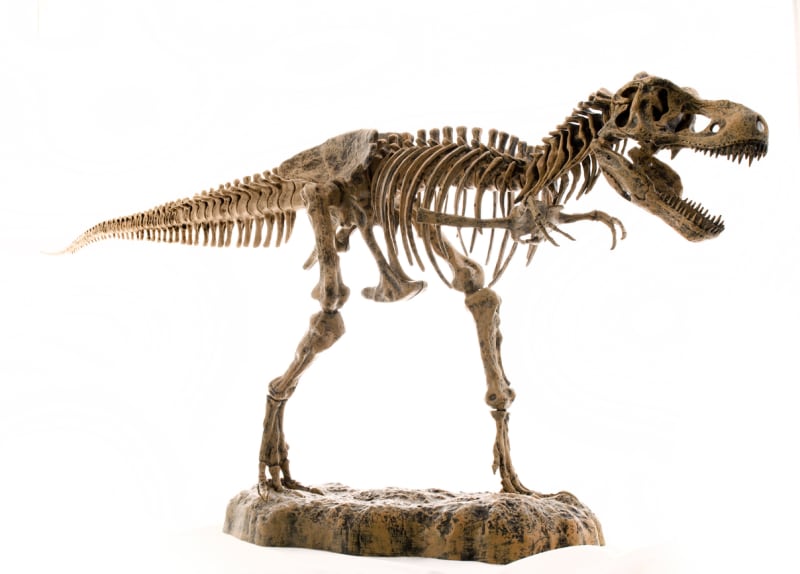 Kostra Tyrannosaura Rexe
