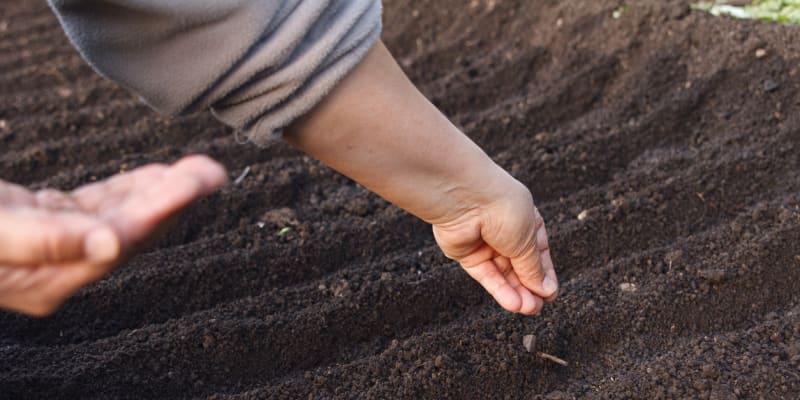 Semena vyséváme do řádků od sebe vzdálených 30 až 40 centimetrů. Po vzejití vyjednotíme rostliny na 4 až 7 centimetrů od sebe. Většinou platí, že čím déle necháváme kořenovou zeleninu na záhonu, tím více místa potřebuje.