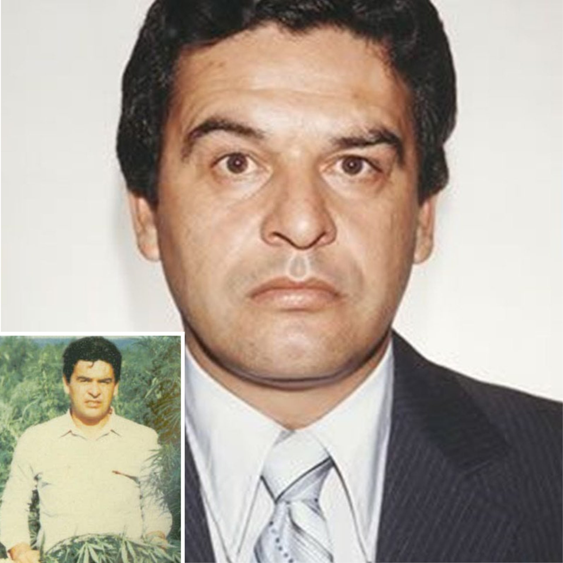 Mexické protidrogové složky při razii, na níž měl významný podíl Enrique Camarena Salazar, zlikvidovaly neuvěřitelných 10 tisíc tun marihuany. Akce nezůstala bez odezvy ze strany drogového kartelu. Agent DEA Camarena byl unesen, brutálně mučen a zavražděn