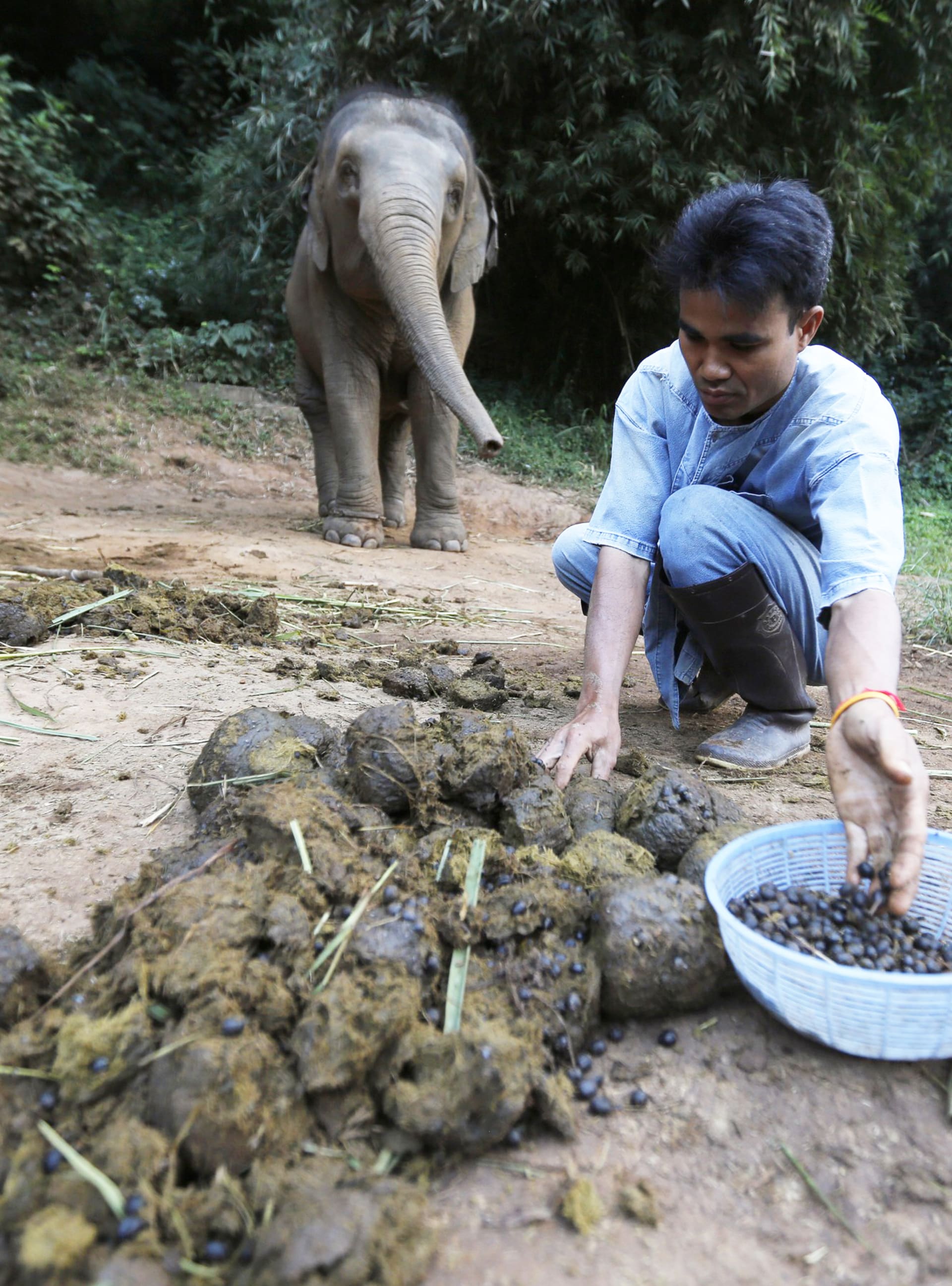 Produkcí nejdražší kávy světa pověřil Dinkin tři desítky slonů. Zrnka kávy, která projdou jejich zažívacím traktem, pak zaměstnanci vybírají ručně.