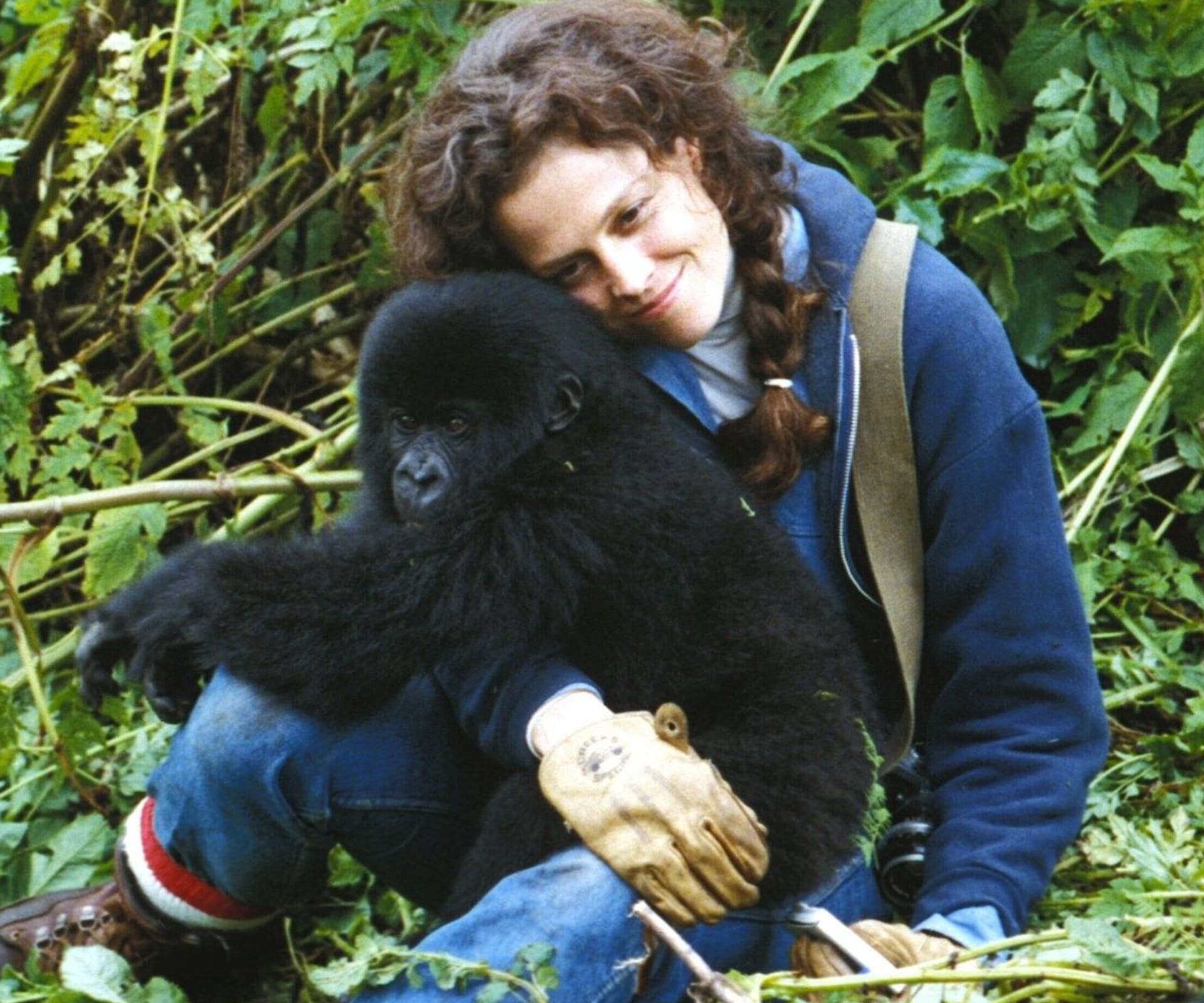 Sigourney Weaver – Gorily v mlze