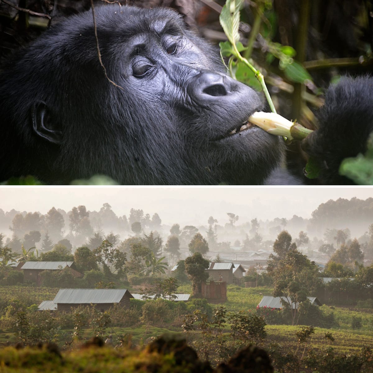Největším tahákem Rwandy je džungle a zejména pozorování goril horských.