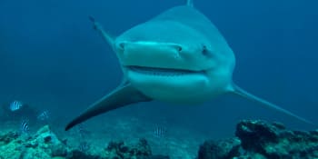 Záběry děsivého útoku žraloka: Predátor se plavci zakousl do nohy, museli mu ji amputovat