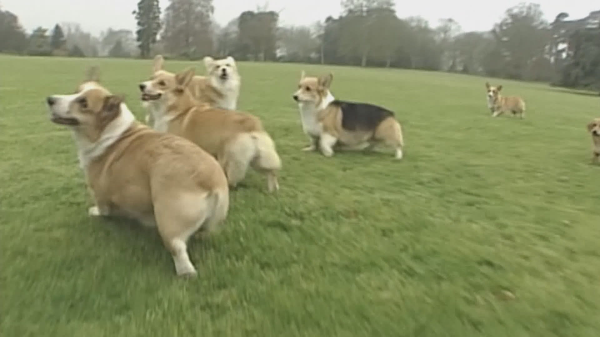 U Buckinghamského paláce se sešli milovníci psů corgi.