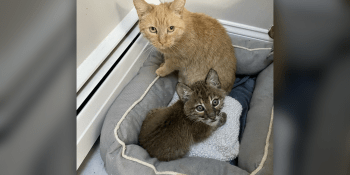 Kočka domácí se stala náhradní matkou rysího kotěte, které tesknilo po matce