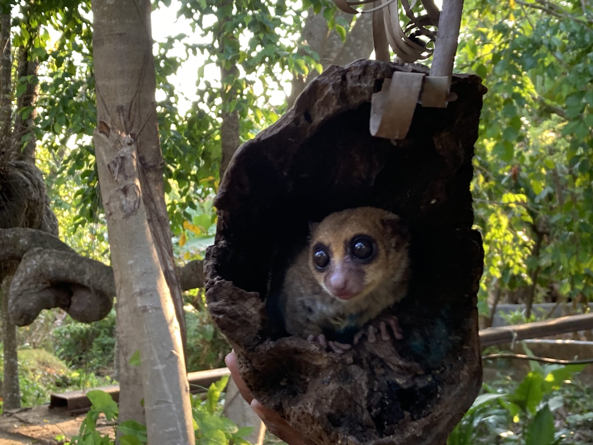 Nedílnou součástí Madagaskaru jsou oblíbení lemuři. Někteří jsou plaší a dění pozorují z korun vysokých stromů, jiní přijdou klidně až k vám