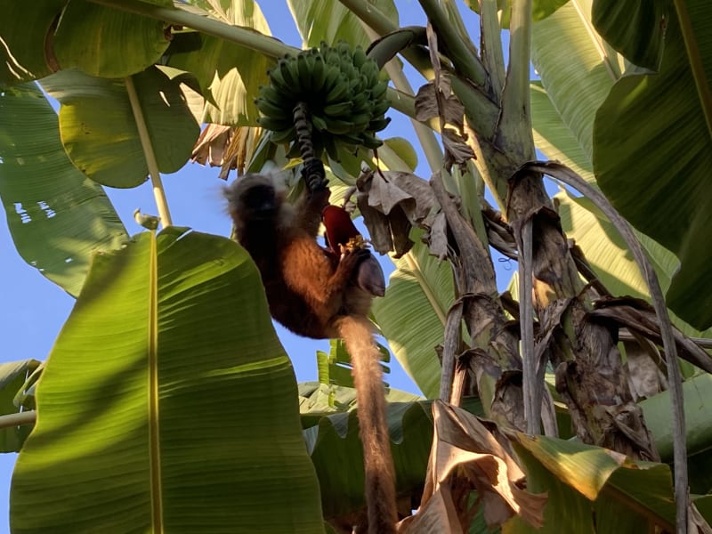 Nedílnou součástí Madagaskaru jsou oblíbení lemuři. Někteří jsou plaší a dění pozorují z korun vysokých stromů, jiní přijdou klidně až k vám