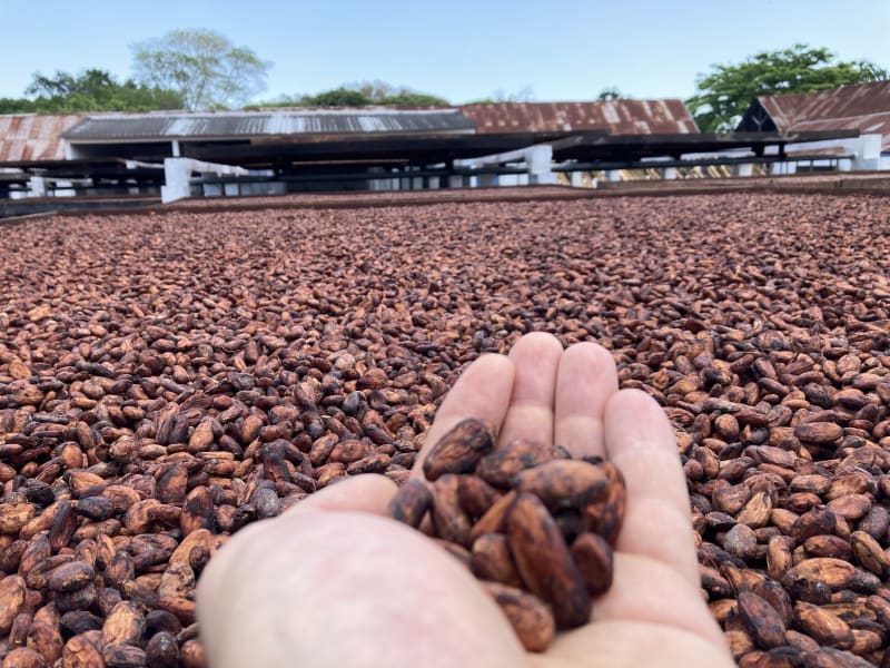 Kakaové boby zdražují