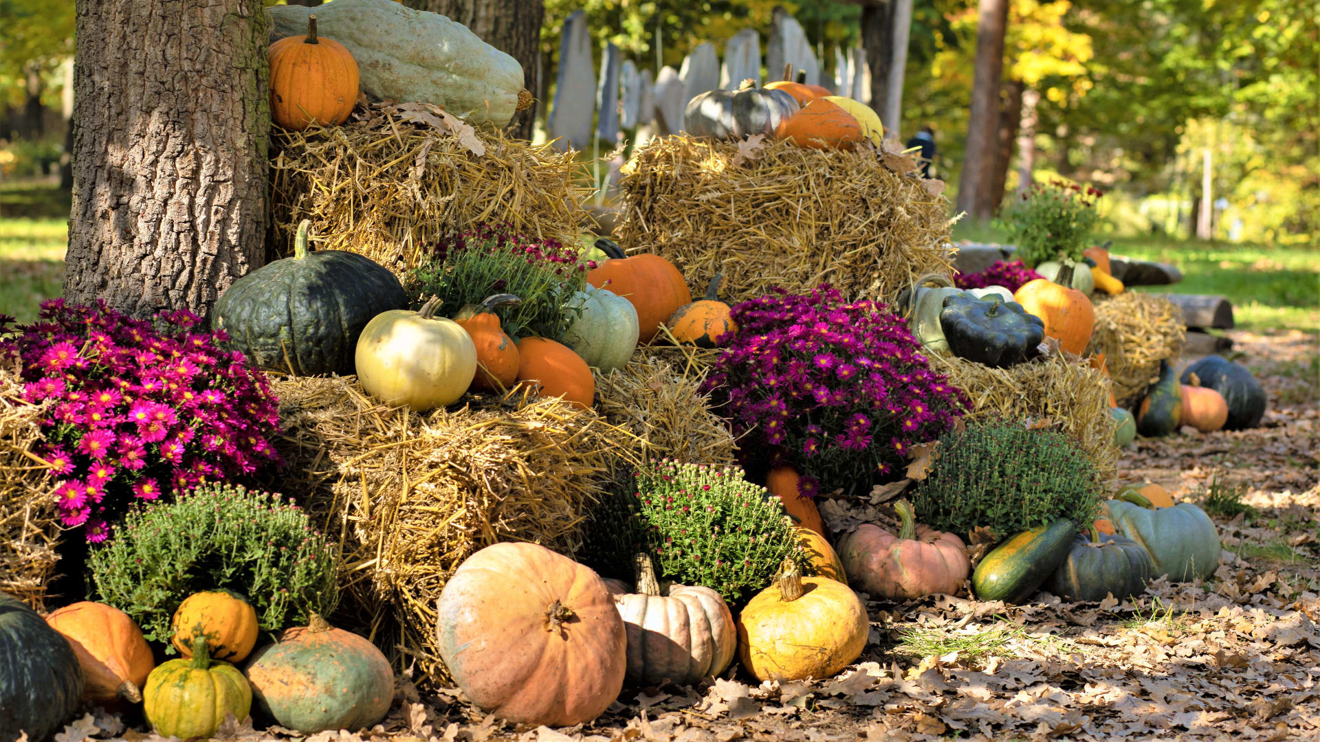 Těšit se můžete na pestrou přehlídku plodů tykví a dalších podzimních přírodnin a rostlin. 