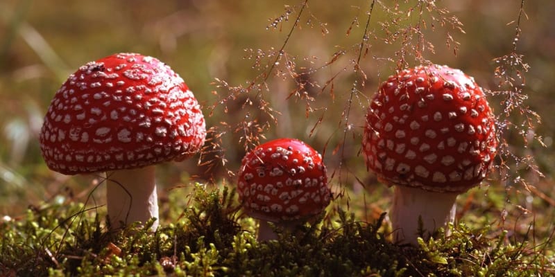 Muchomůrka červená (Amanita muscaria) je jedovatá houba z čeledi muchomůrkovitých. 