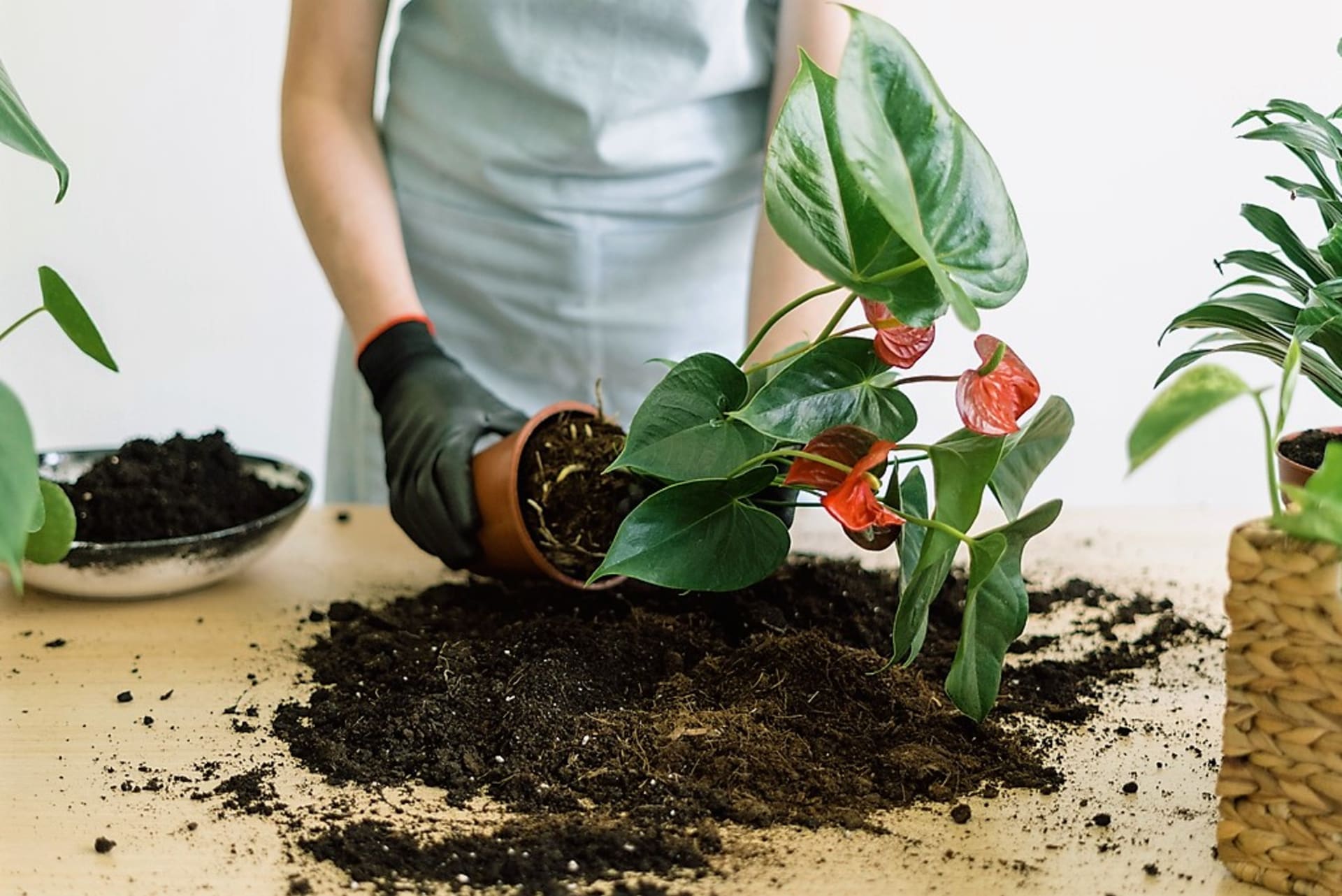 Jak správně přesadit pokojové rostliny? Vyberte vhodný květináč a pusťte se do toho