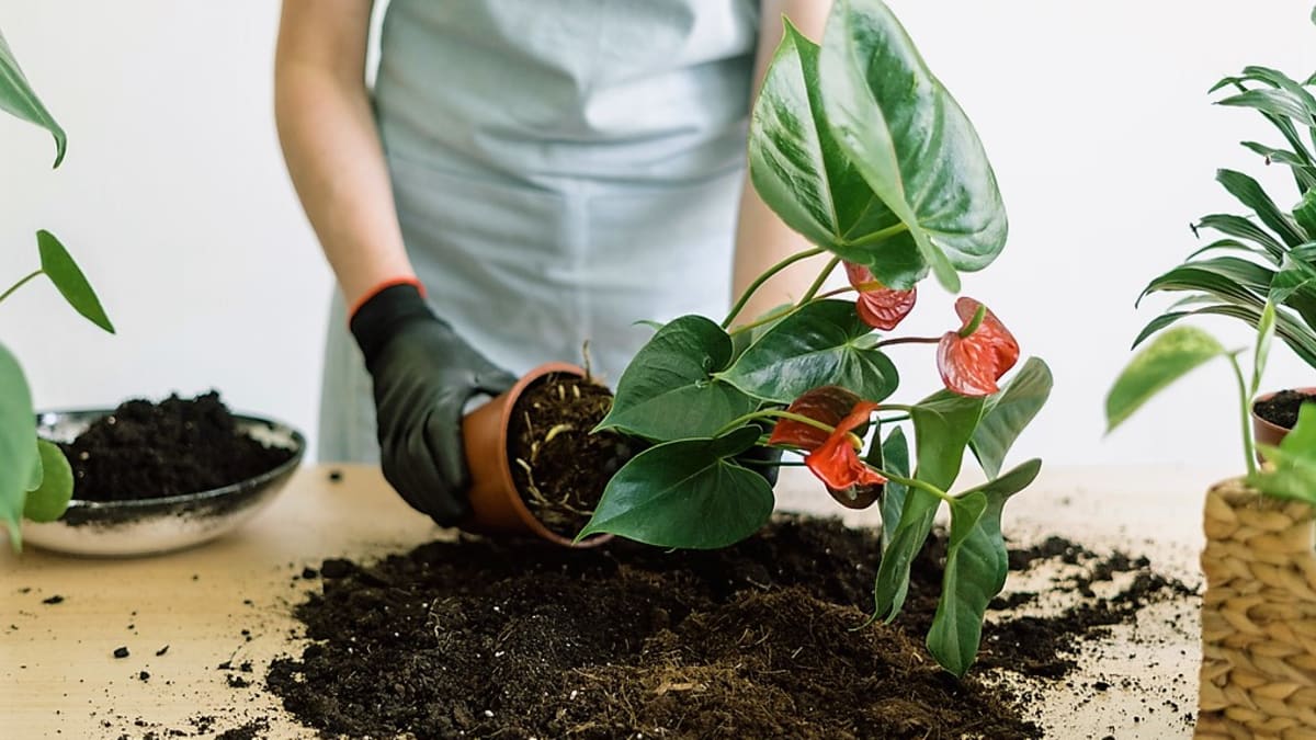 Jak správně přesadit pokojové rostliny? Vyberte vhodný květináč a pusťte se do toho