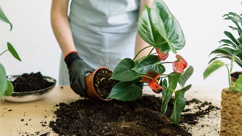 Kdy a jak přesadit pokojové rostliny. Vyberte správný květináč i substrát a dejte se do toho
