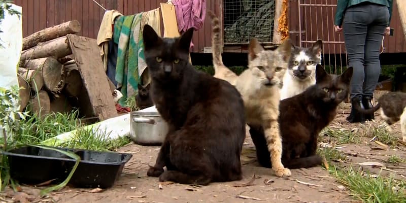 Seniora žije s desítkami koček v maringotce